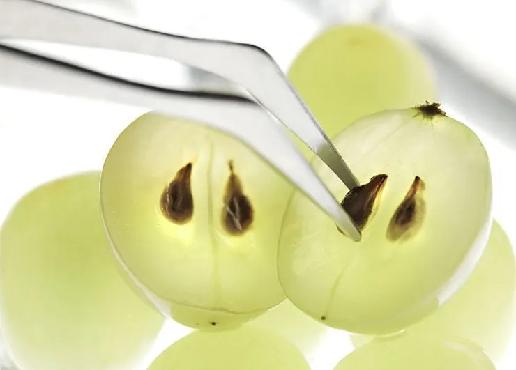 виноград в разрезе